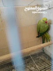  2 طيرة درة ام فراخ اقرأ الوصف، كوكتيل فيشر حب جنة كنار كاسكو جوز انتاج فراخ كنيور عصفور كويكر جرين شيك