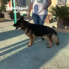  5 كلاب جيرمن شيبرد وجولدن ريتريفر مدربين وغير مدربين