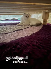  15 قط سكوتش فولد ذكر  Scottish fold male