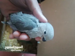  5 فراخ روز لزق اليدوي بسعر 10 دنانير