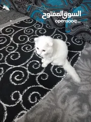  1 قطه للبيع لون أبيض