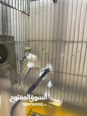  6 جوز هوقو رومو سبانجل تحتيه فرخ