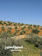  10 للبيع ثلاث ونصف دنم منطقة نادرة شرق جرش مشجرة زيتون على ثلاث شوارع