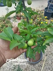  2 مشاتل الرويال لزراعه ومتابعه الاشجار