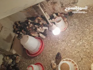  2 صيصان دجاج عمر اسبوعين للبيع بسعر 60 قرش