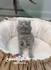  2 سكوتش فولد ذكر العمر شهرين لعوبه وحنونه