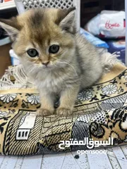  16 مفاجأة سارة عرض خاص جدا جدا على سكوتش ستريت ny12 طفرة نادرة لعبة تبارك الرحمن