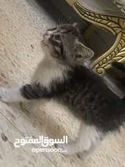  10 قطط للتبني كيتن