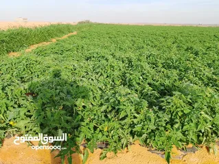  7 عزبه 100فدان تبطين الراي في منتصف الارض  مباشر يوجد بها اسفلت فرعي تابع لي الارض   تروي غمر البيع قا