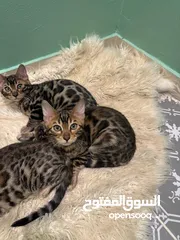  18 قطط بنغالية نادرة Rare Bengal Cats