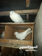  12 طيور حمام للبيع