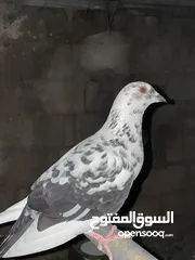  2 حمام للبيع