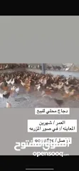  1 دجاج محلي للبيع