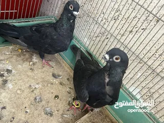  1 بولندي جوز شغال