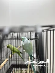  3 ببغاء  ذكر بالغ ازرق مع لون خفيف اخضر في الجناح