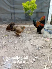  18 بيض دجاج براهمي وباكستاني