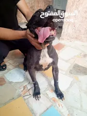  4 كلبه بتبولاي