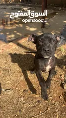  3 بيتبول بلاك نوز جروتين pitbull black nose puppies