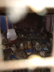  3 فري بياض عمر 50 يوم صحه ونضافه