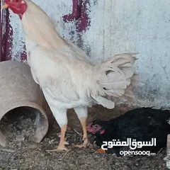 7 ديكين وفرختين باكستاني ب 50 دينار فقط