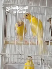  6 أربع حبات بناديك جنوبي عمر ثلاث شهور للتواصل زرقاء جبل طارق
