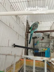  3 جوز طيور الحب  مشكل 25دينار