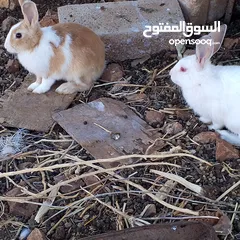  3 موجود ارانب كبار للبيع نقي الجوز على 14 دينار