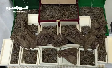  13 عرض عود فيتنامي تايجر فاخر درجة إولى انظر الوصف والصور