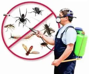 5 خدمة مكافحة الحشرات والتنظيف