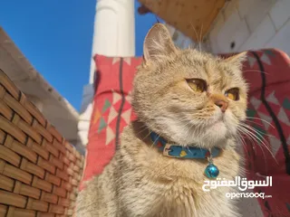  4 قطة من نوع سكوتش فولد .