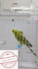  11 سعر حرققققق