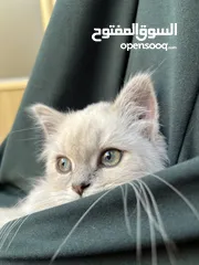  4 قطة سكوتش ستريت للبيع