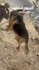  5 جيرمان ذكر للبيع
