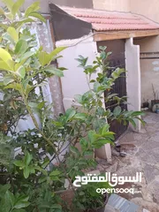  9 شقة بجبل طارق قرب دوار البقيع بسعر مغري