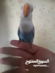  9 ممجود 8حبات اليفات و فطفراا شوف الوصف