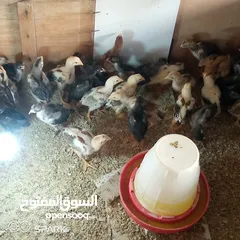  2 صوص باكستاني