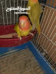  1 جوزين روز ومخلف بصلاه على سيدنا محمد