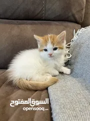  1 Mix Turkish/Persian kitten