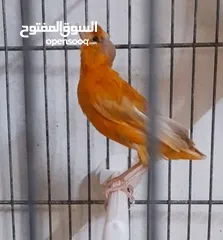  1 طيرة مشمشية مقنبرة جاهزة عالفحل
