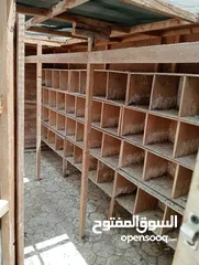  1 بيت خشب للحمام مع صناديق لبيض الحمام  Wooden pigeon house with boxes for