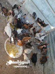  4 45 حبه بلديات فراخ ترقيد مش فقاسة وعلفهن شعير ونخاله حبات مقنوي صحه ونضافه صلاة النبي
