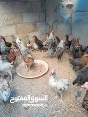  3 جاج بلدي للبيع