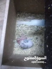  2 3 جواز حب مع فراخ  بيض مقفصات للبيع