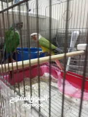 4 جوز كنيور جرين شيك هاي رد شغال للبيع  لا تتصل ألا اذا كنت بدك تشتري