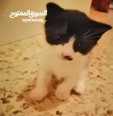  3 قطط عربية لتبني يعني مجانا