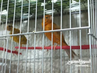  2 طيور كناري