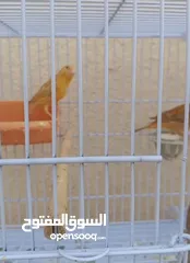  5 متاح 4 حبات موري وسدر احمر 5/6 شهور نظافه وصحه ما شاء الله