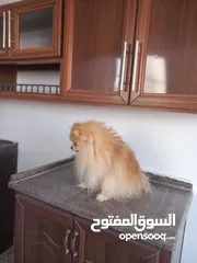  2 كلب بومارينيان وارد اوكرانيا اصلي