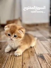  4 كيتن جولدن بيور