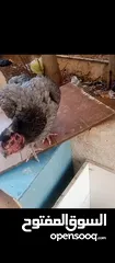  2 صيصان الماني